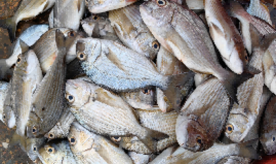 Seafood Import Business
